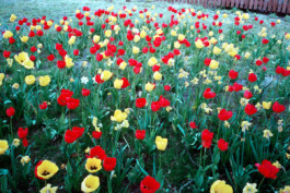 FERHAT TOPAL IS ON THE RUN