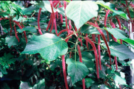 FERHAT TOPAL IS ON THE RUN