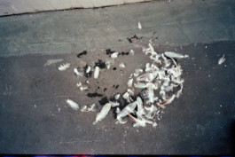 FERHAT TOPAL IS ON THE RUN