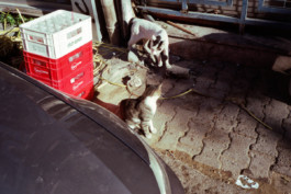 FERHAT TOPAL IS ON THE RUN