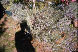 FERHAT TOPAL IS ON THE RUN