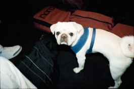 FERHAT TOPAL IS ON THE RUN