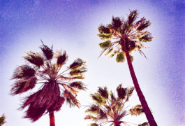 FERHAT TOPAL IS ON THE RUN