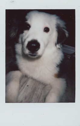 FERHAT TOPAL IS ON THE RUN