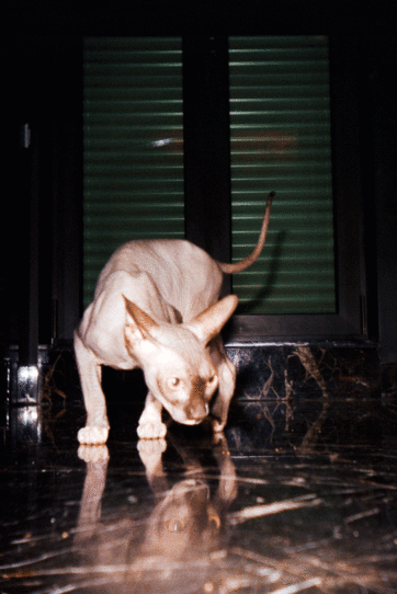 FERHAT TOPAL IS ON THE RUN