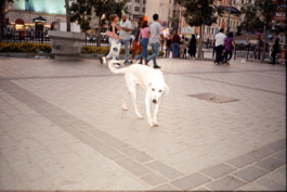 FERHAT TOPAL IS ON THE RUN