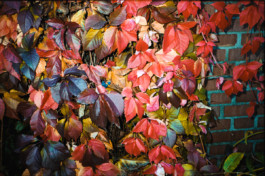 FERHAT TOPAL IS ON THE RUN