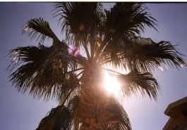 FERHAT TOPAL IS ON THE RUN