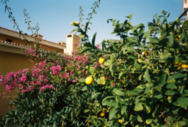 FERHAT TOPAL IS ON THE RUN