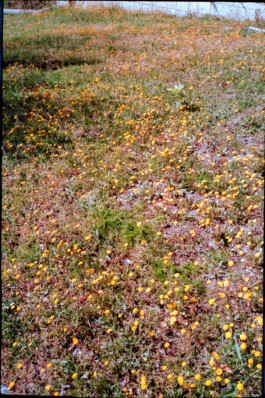 FERHAT TOPAL IS ON THE RUN