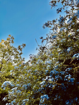 FERHAT TOPAL IS ON THE RUN