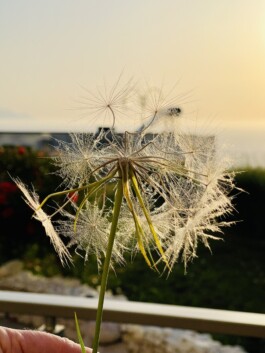 FERHAT TOPAL IS ON THE RUN